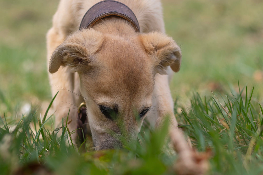 Hundeschule