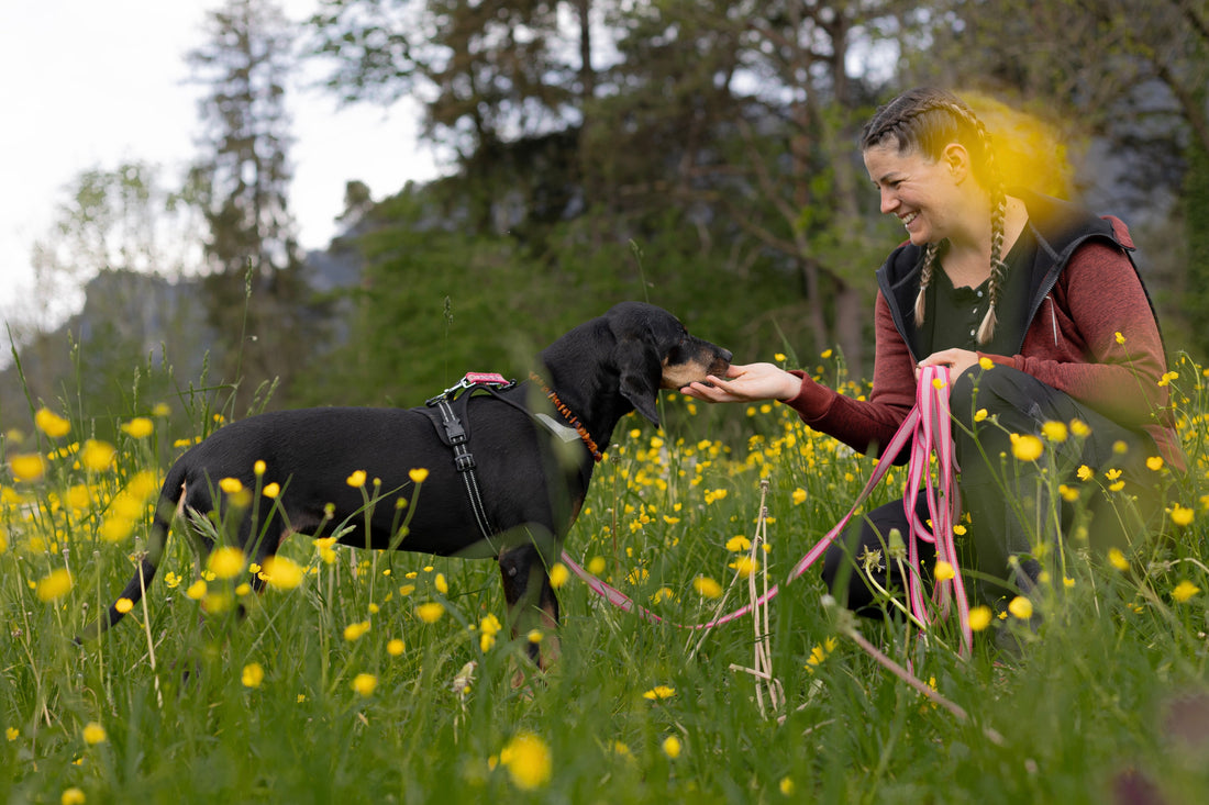 Hundeschule