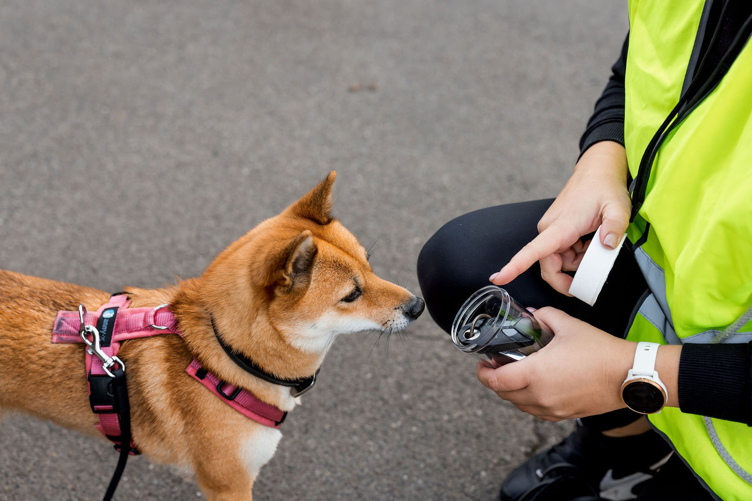 Hundeschule_Dakini_104.jpg__PID:6d8270ff-12a2-442d-91a7-8a9bf357200a